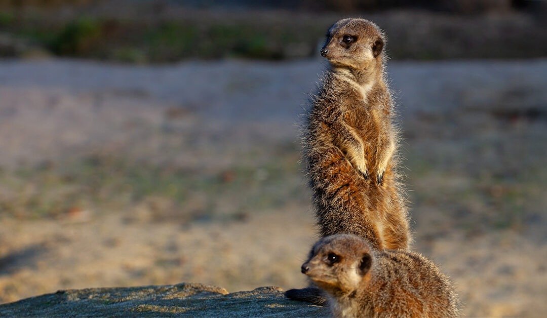 Alertness: Being Aware of What is Taking Place Around Me