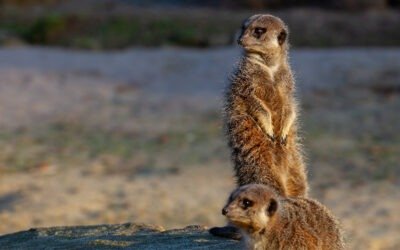 Alertness: Being Aware of What is Taking Place Around Me