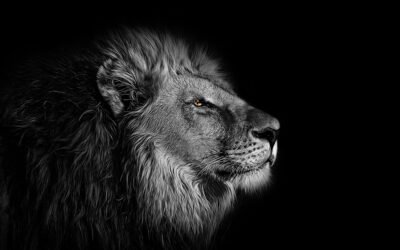 Boldness: One of the First Character Traits