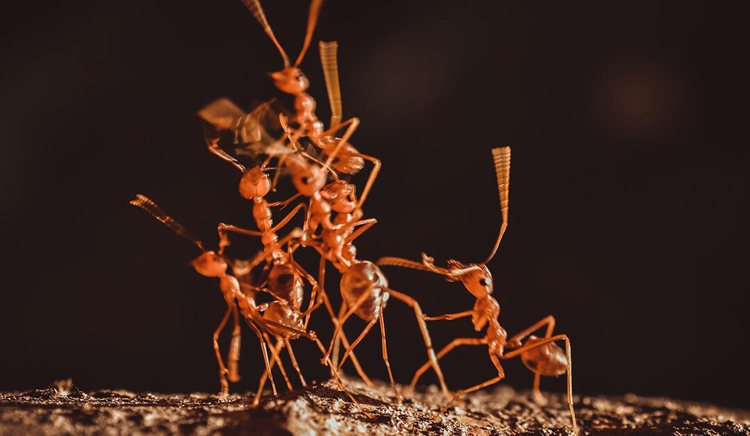 Cooperation is Important to Survival