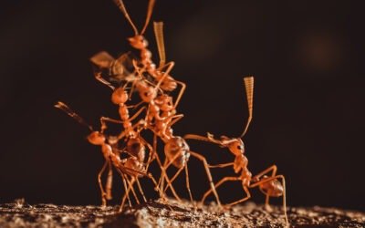 Cooperation is Important to Survival
